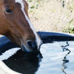 Bay,Mare,Horse,Drinking,Water,From,Trough,On,Farm,Close